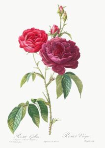 Fleur