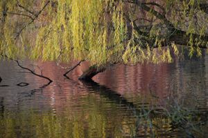 Saule pleureur