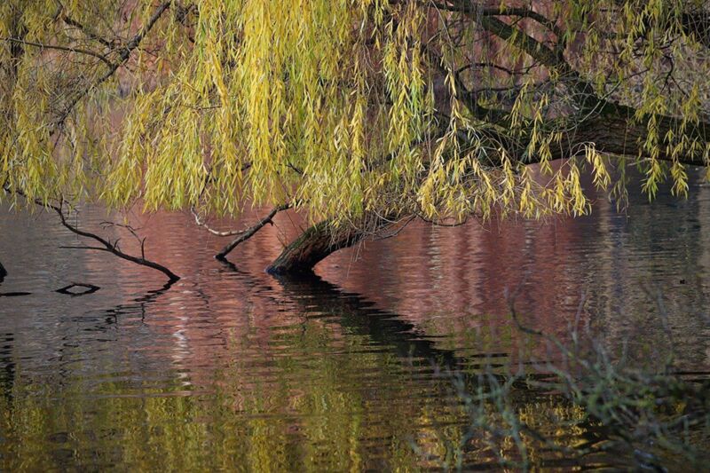 Saule pleureur