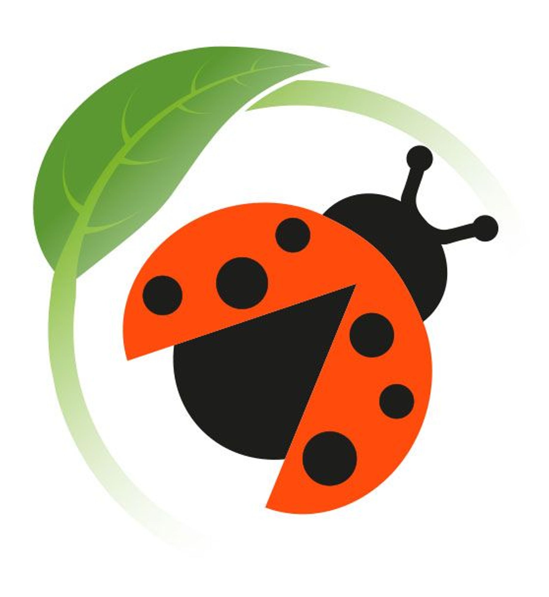 Coccinelles