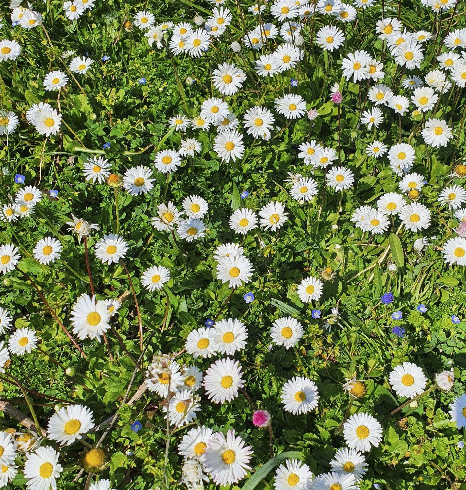 La Coron'Attitude ! Promouvoir notre santé au temps du confinement 